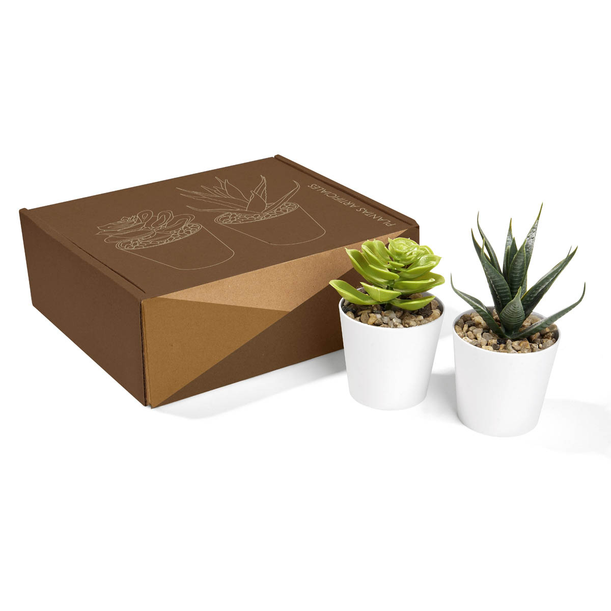 CC2416 - SET DE PLANTAS ALISO